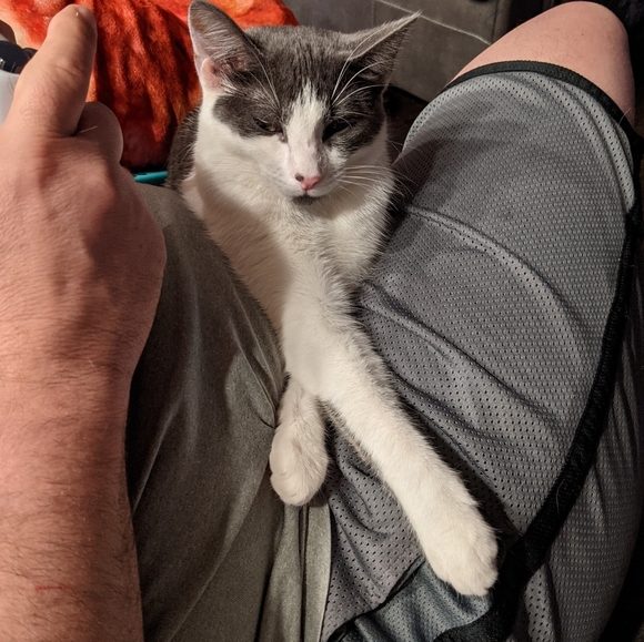 😻 Meet Your Posher's Cats! 😻 - Picture 9 of 15